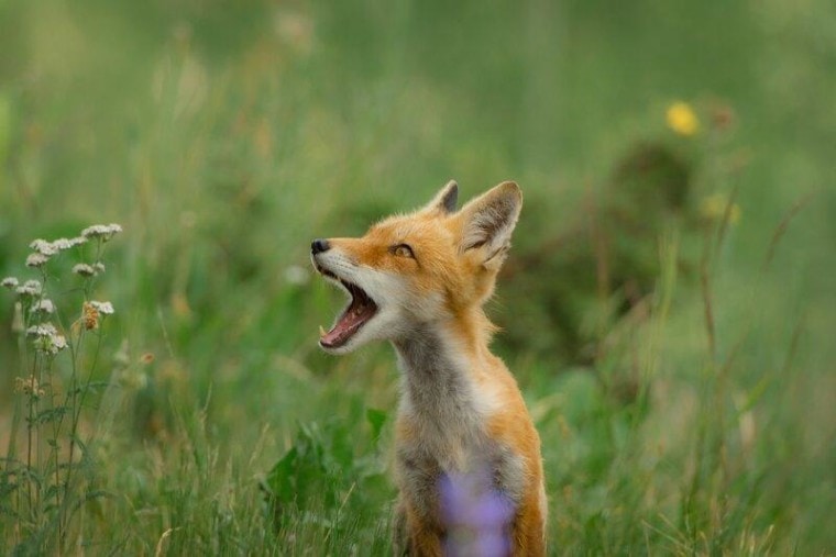 fox calling for mom