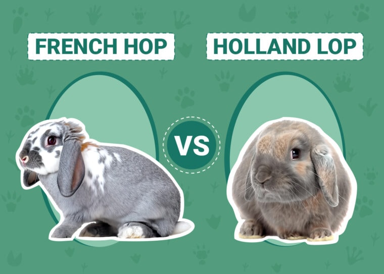 French Lop vs Holland Lop