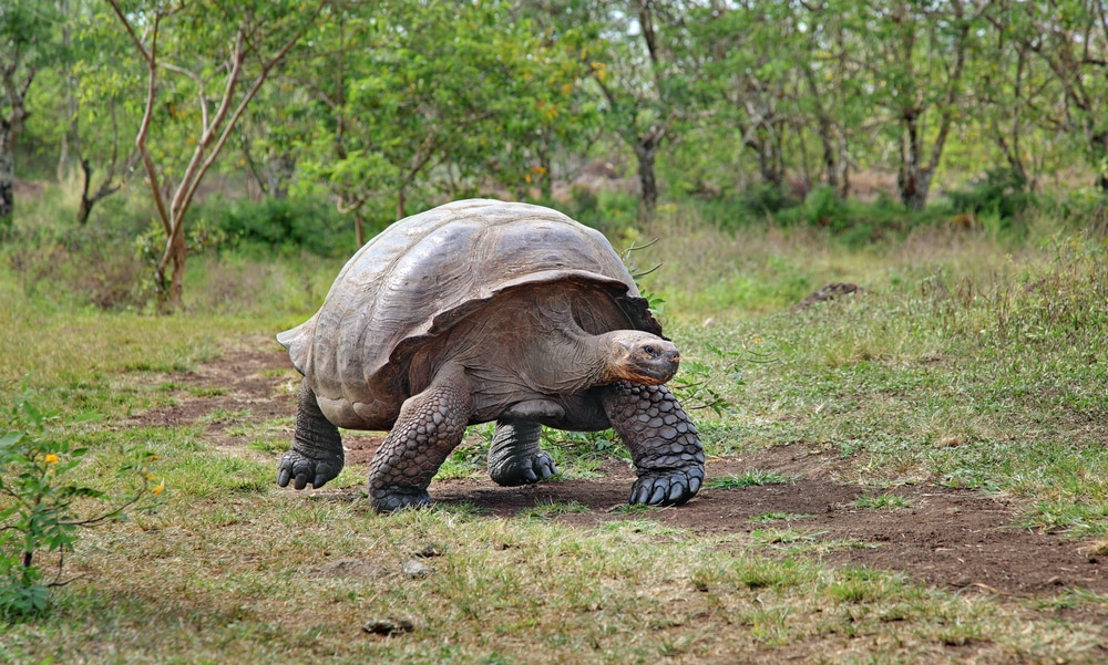 Galapagos tortoise in the grass and forest