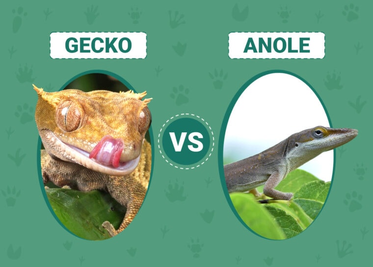 Gecko vs Anole