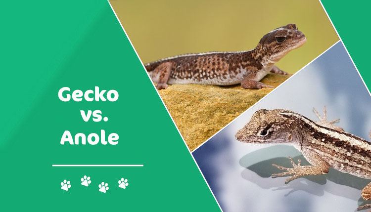 gecko vs anole header