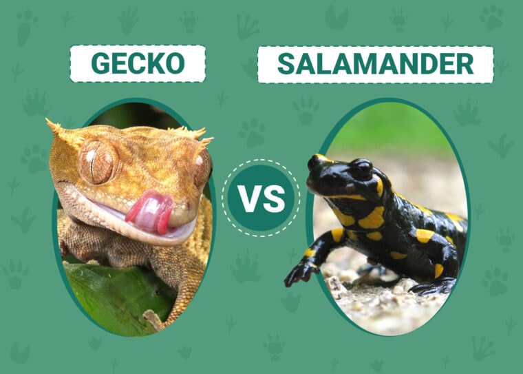 Gecko vs Salamander