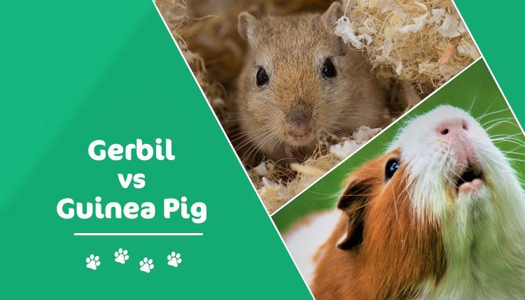 gerbil vs Guinea pig header