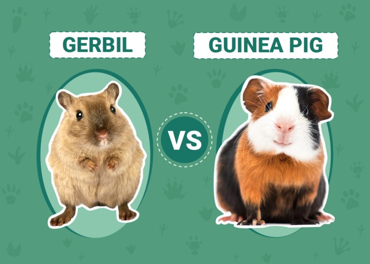 Gerbil vs Guinea Pig