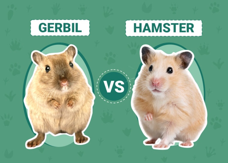 Gerbil vs Hamster