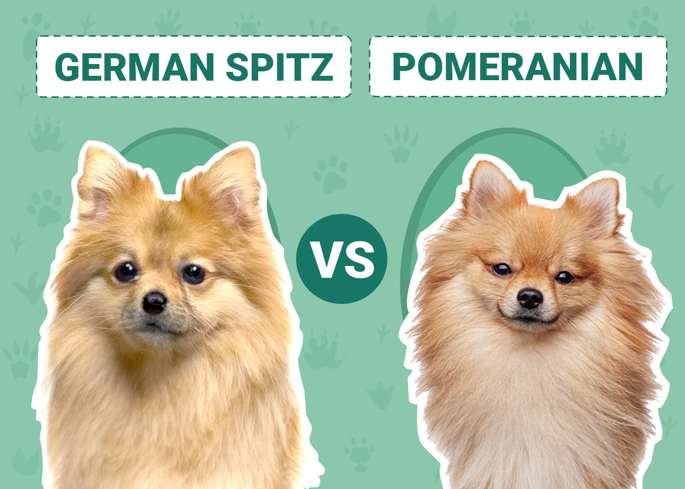 Différence entre un Spitz nain et un Pomeranian ? - Pom Of The Gang
