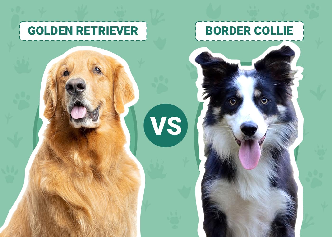 Golden Retriever vs. Border Collie: 16 Differences To Help You Choose –  Golden Hearts