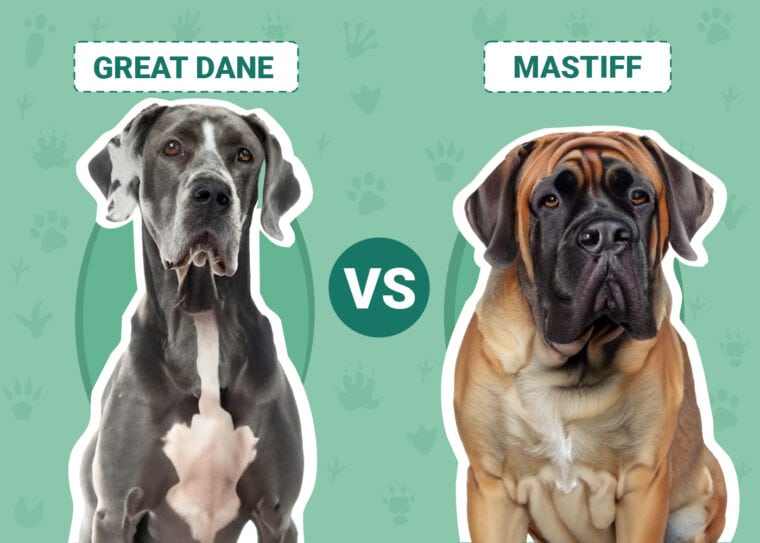 Great Dane vs. Mastiff