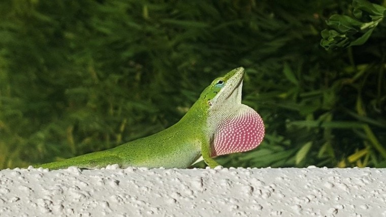 green anole with pink