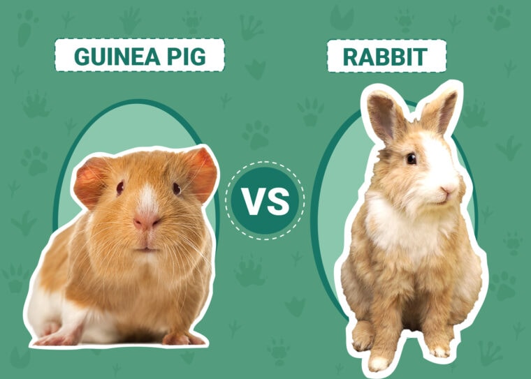 Guinea Pig vs. Rabbit