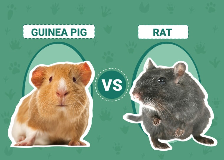 Guinea Pig vs Rat
