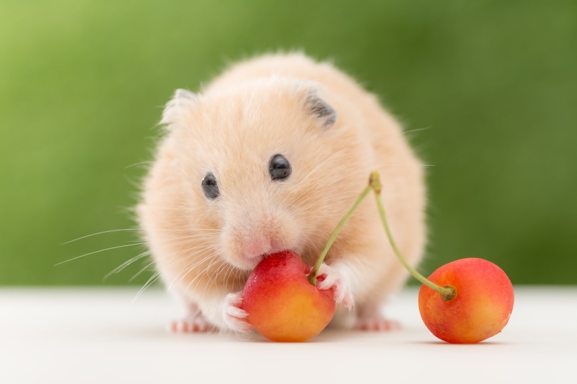 hamster eating cherry