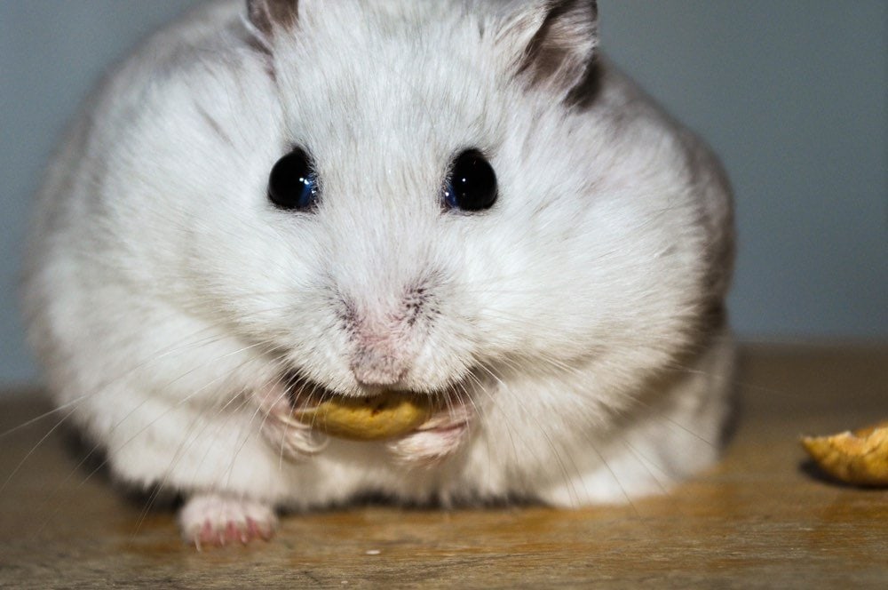 hamster eating pistachio nut