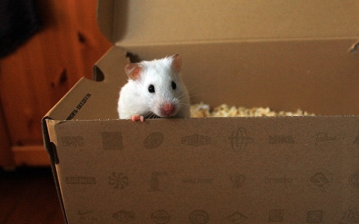 hamster in a box