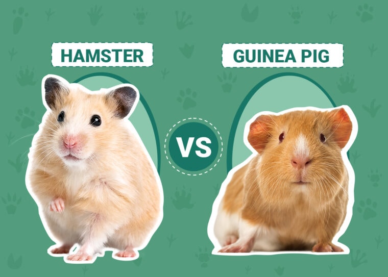 Hamster vs. Guinea Pig