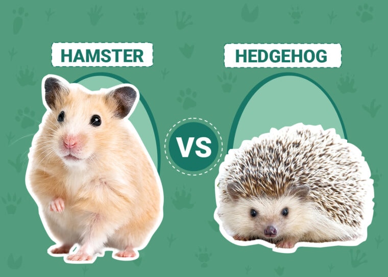 Hamster vs Hedgehog