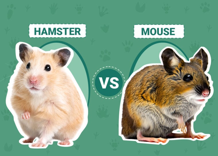 Hamster vs. Mouse