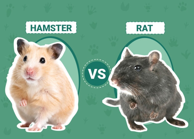 Hamster vs Rat