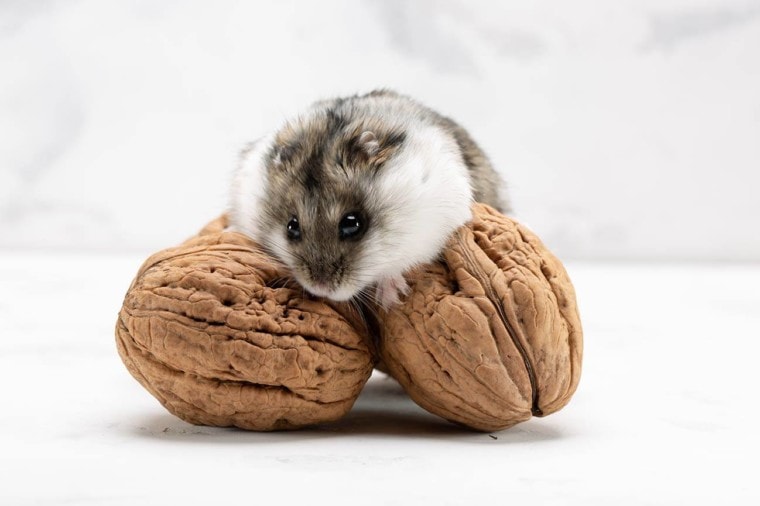 hamster with walnuts