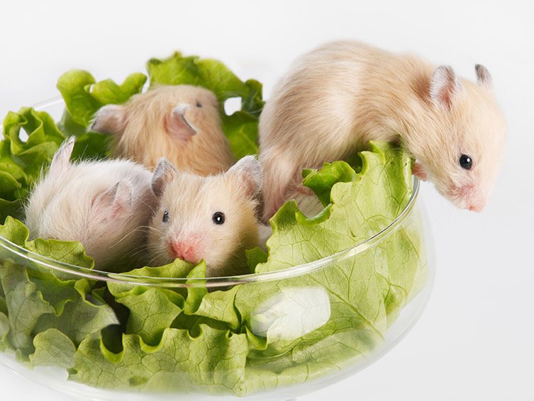 Hamsters in a glass bowl eating lettuce