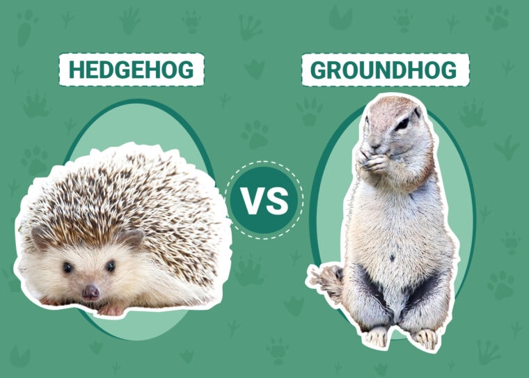 Hedgehog vs. Groundhog
