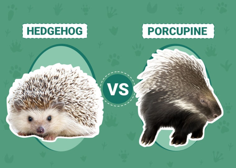 Hedgehog Vs Porcupine