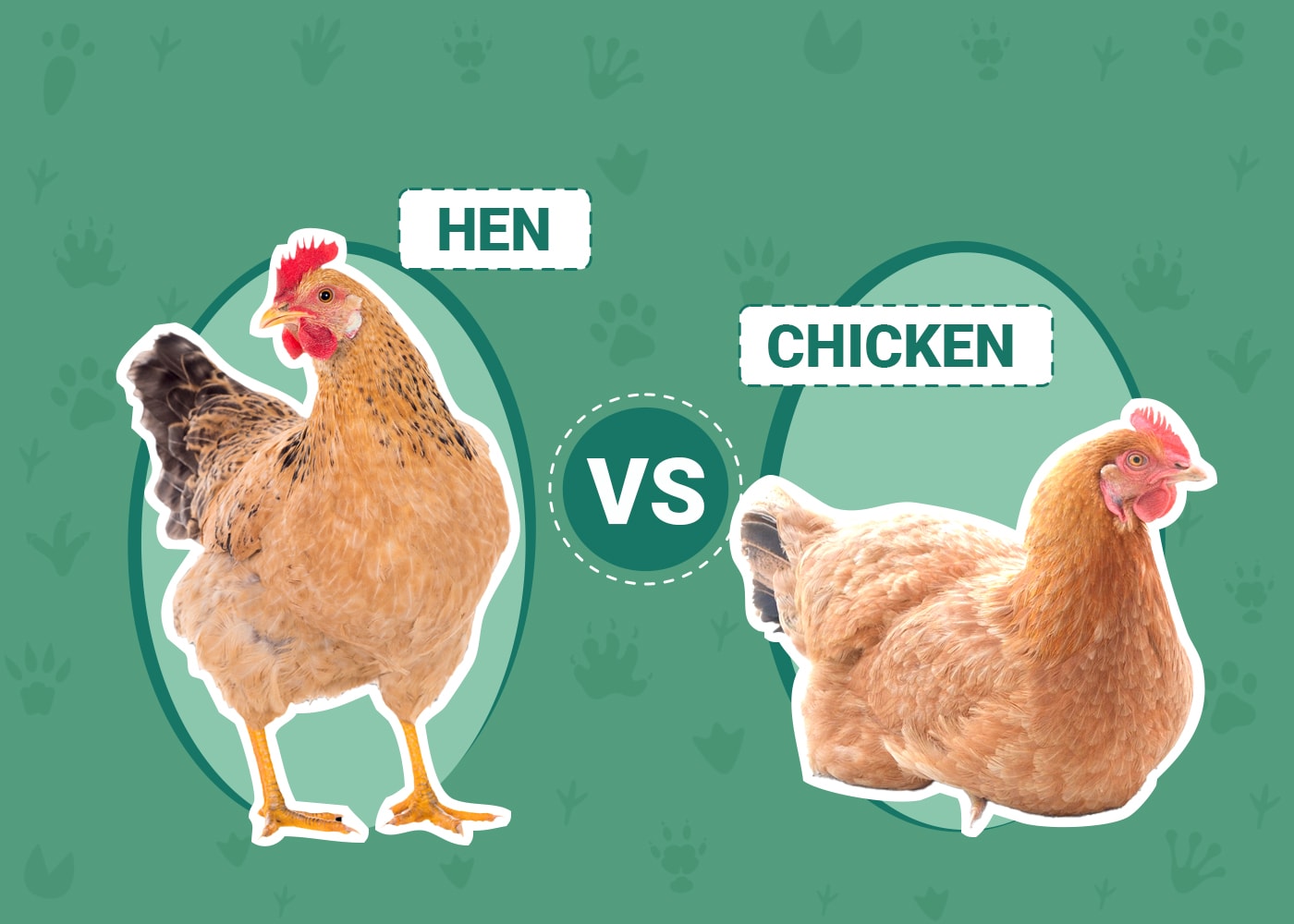 Difference Between Chicken and Hen