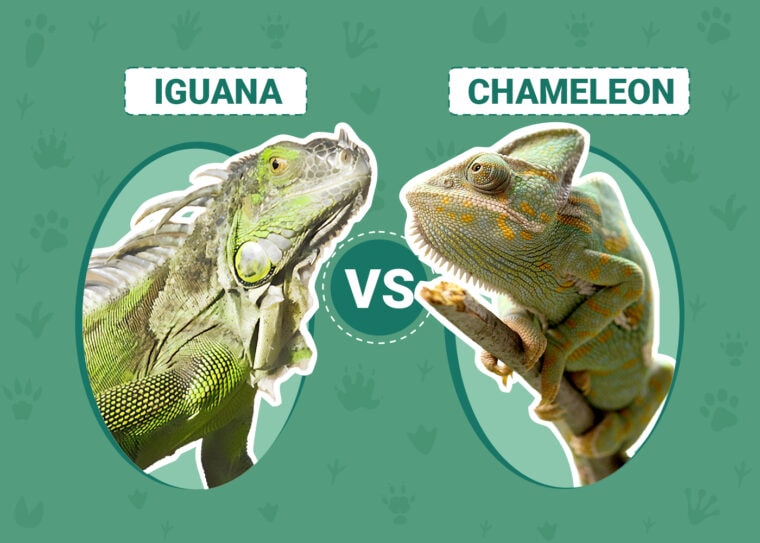 Iguana vs Chameleon