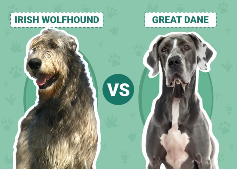 Irish Wolfhound vs Great Dane