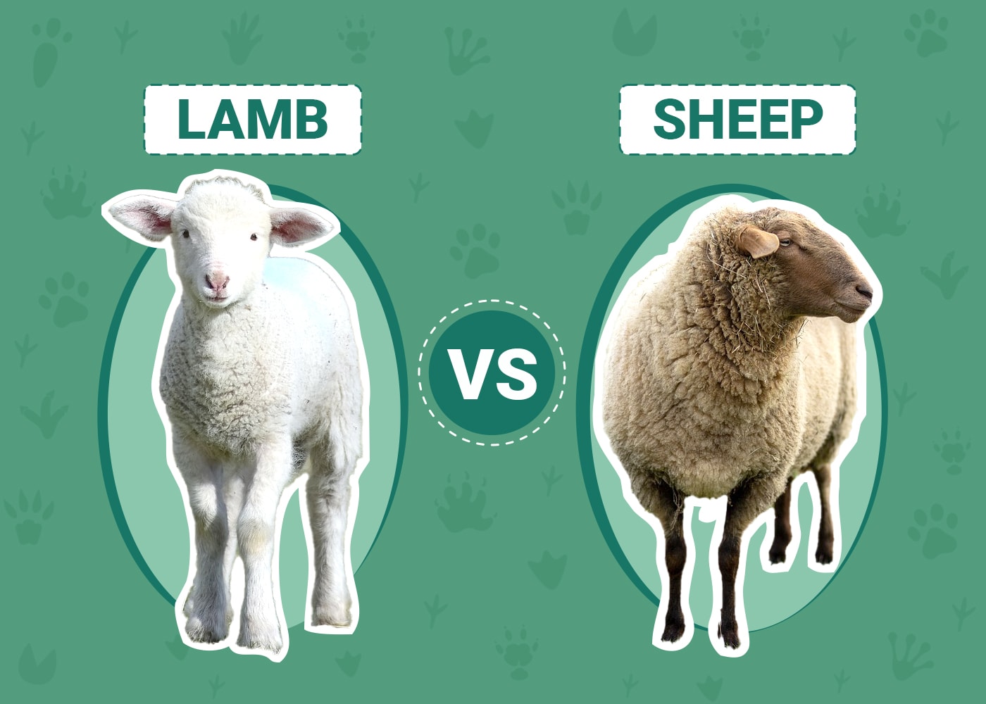 Lambs vs Sheep — 5 Major Differences Explained - A-Z Animals
