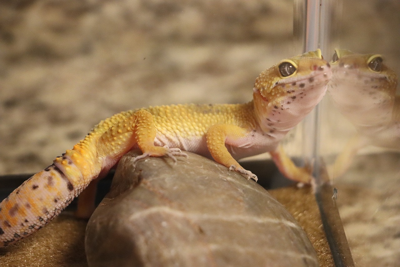 leopard gecko in a tank