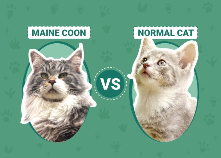 Maine Coon vs Normal Cat