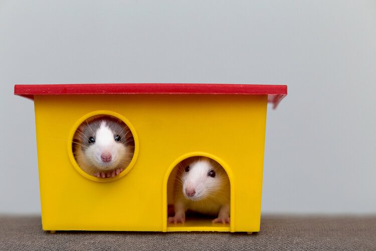 male and female hamsters