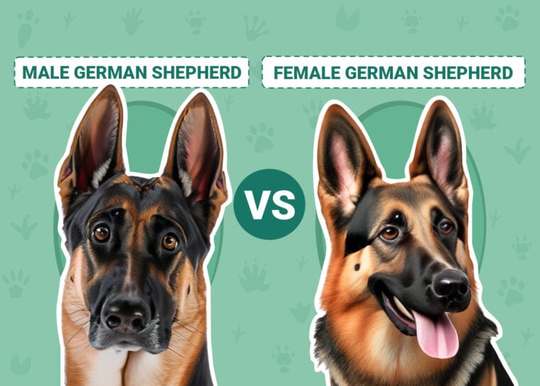 Male vs Female German Shepherd