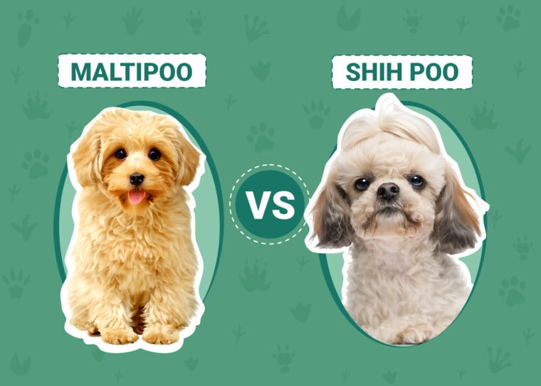 Maltipoo vs Shih Poo
