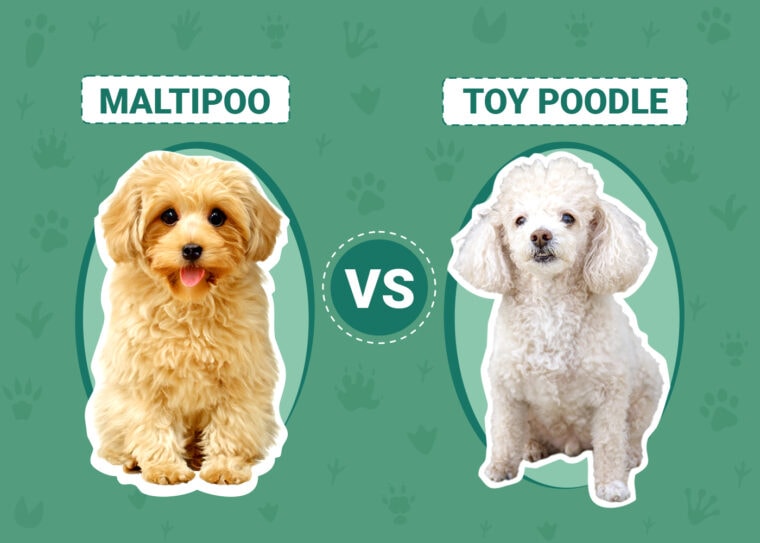Maltipoo vs Toy Poodle