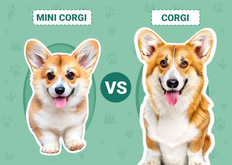Mini Corgi vs. Corgi