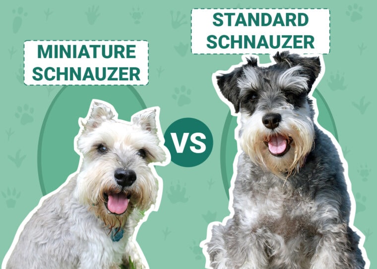 Miniature Schnauzer vs. Standard Schnauzer