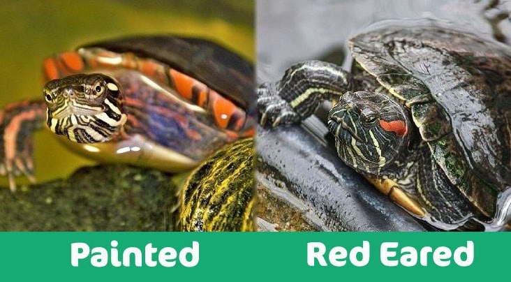 Can a Painted Turtle Live With a Red Eared Slider? 2