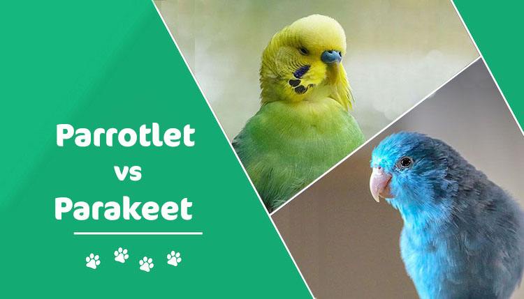 Parrotlet vs. Parakeet Bird: What’s the Difference? (With Pictures ...