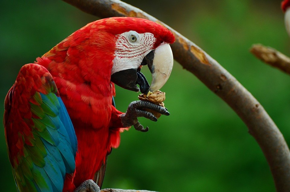 How Much Does a Parrot Cost? (2023 Price Guide) | Pet Keen