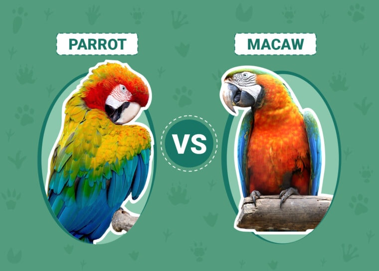 Parrot vs Macaw