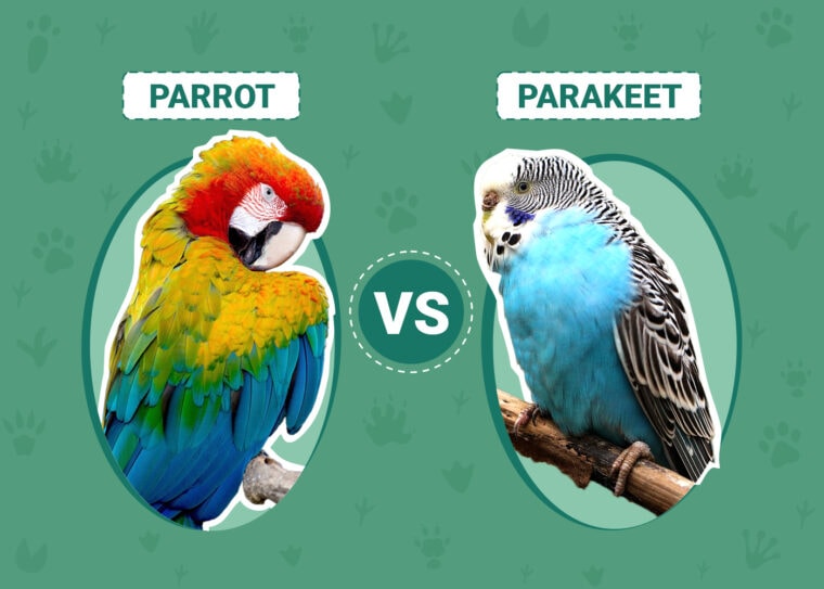Parrot vs Parakeet