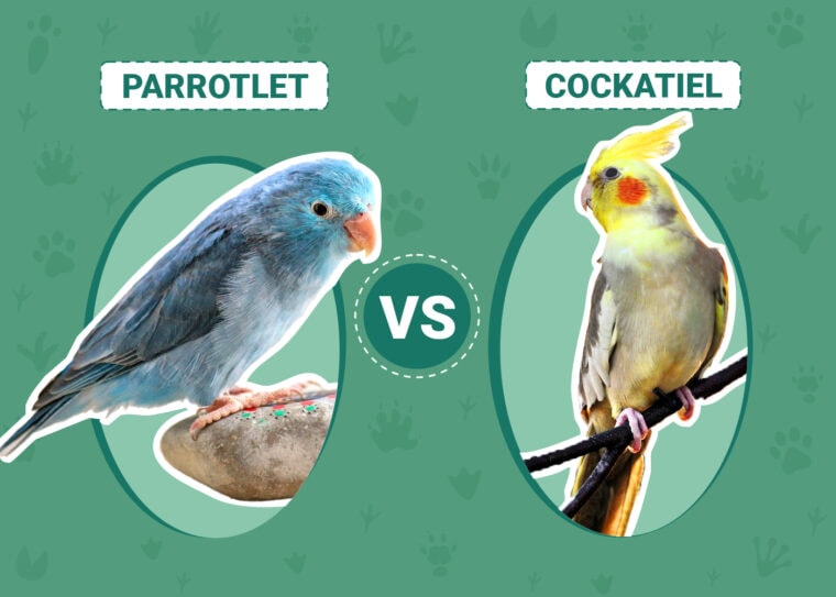 Parrotlet vs Cockatiel