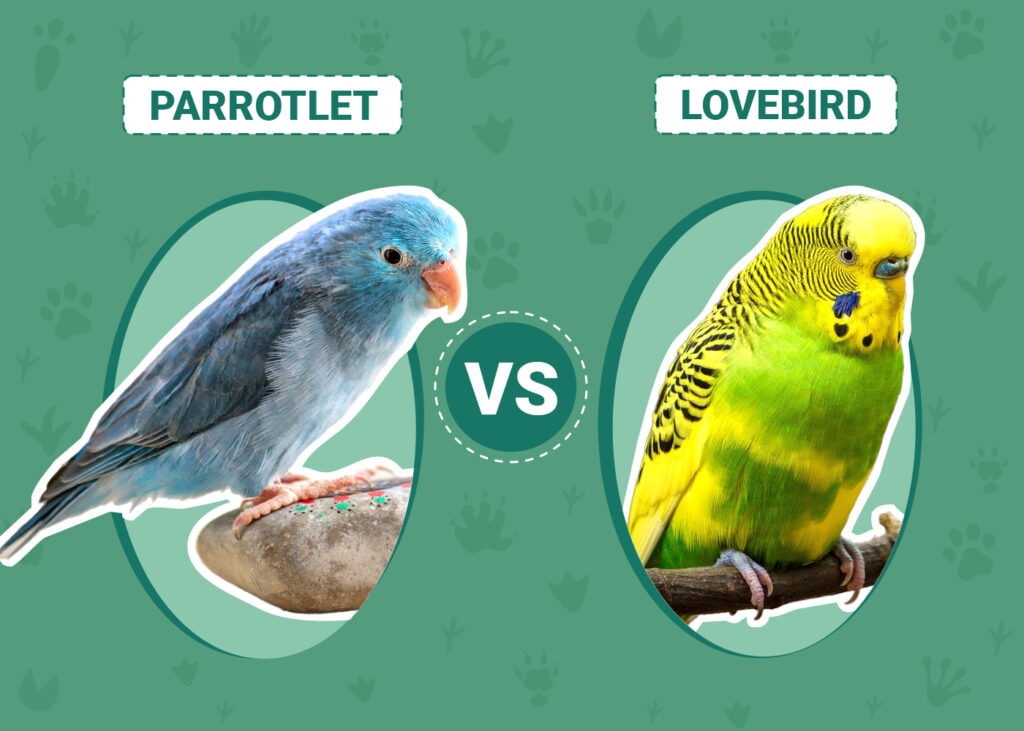 Parrotlet vs. Lovebird: What’s the Difference? (With Pictures) | Pet Keen