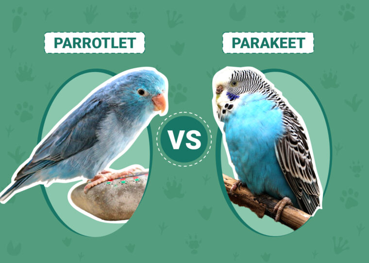 Parrotlet vs. Parakeet Bird