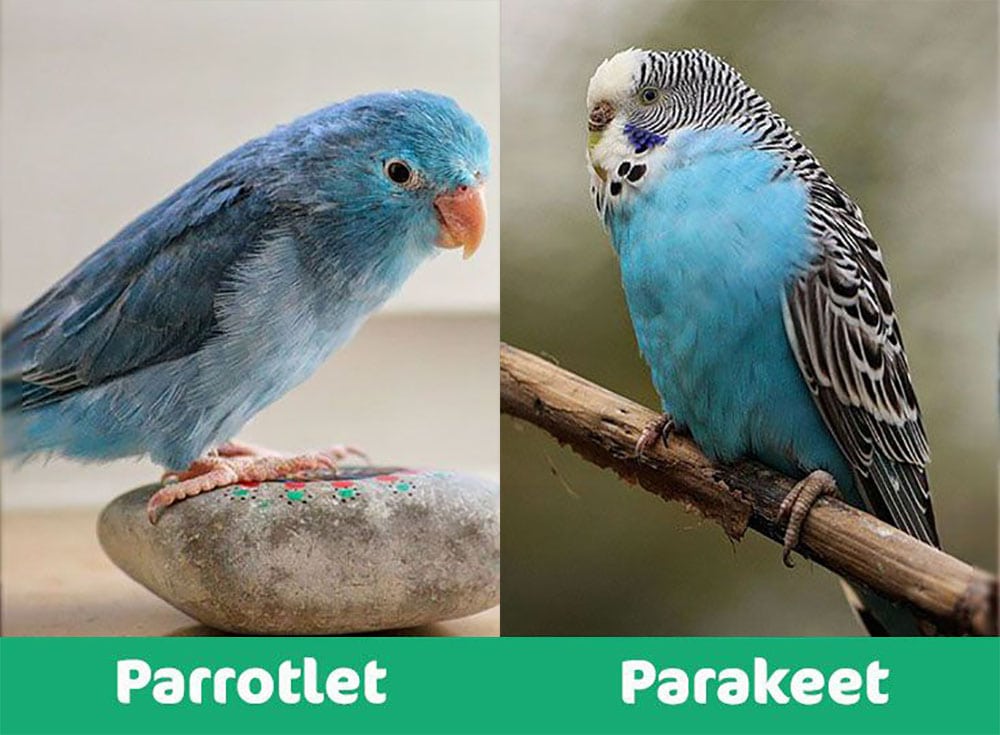 parrotlet-vs-parakeet-sidebyside