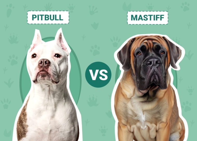 Pitbull vs Mastiff