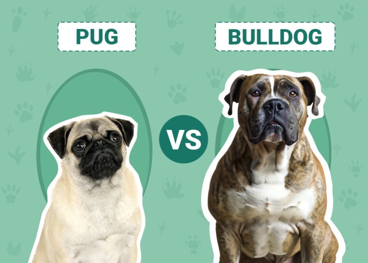 Pug vs Bulldog
