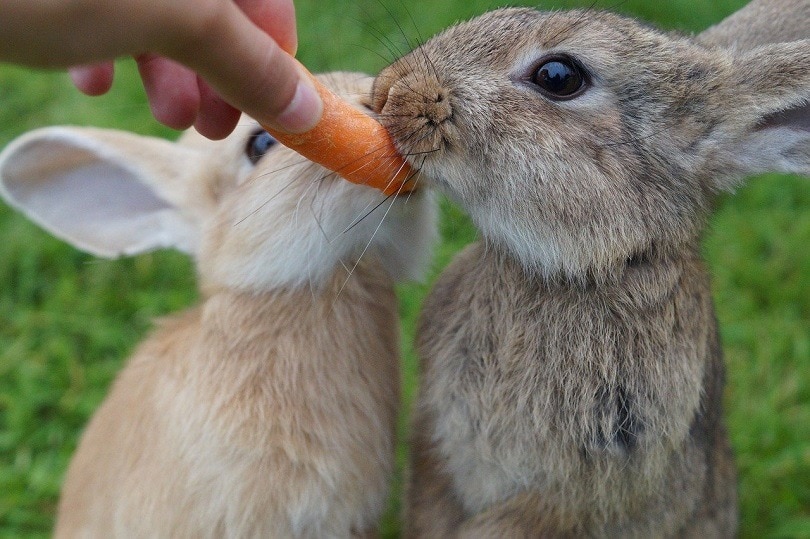 rabbit-eating-pixabay